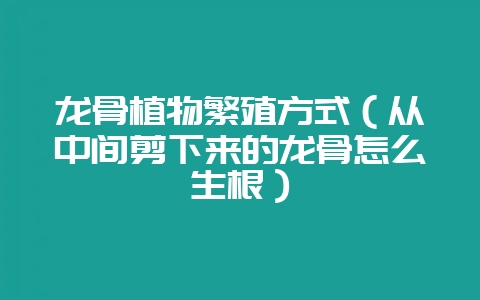 龙骨植物繁殖方式(从中间剪下来的龙骨怎么生根)-会东网