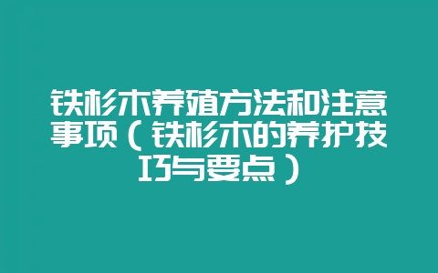 铁杉木养殖方法和注意事项(铁杉木的养护技巧与要点)-会东网
