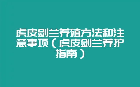 虎皮剑兰养殖方法和注意事项(虎皮剑兰养护指南)-会东网