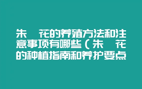 朱瑾花的养殖方法和注意事项有哪些（朱瑾花的种植指南和养护要点-会东网