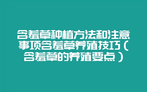 含羞草种植方法和注意事项含羞草养殖技巧（含羞草的养殖要点）-会东网