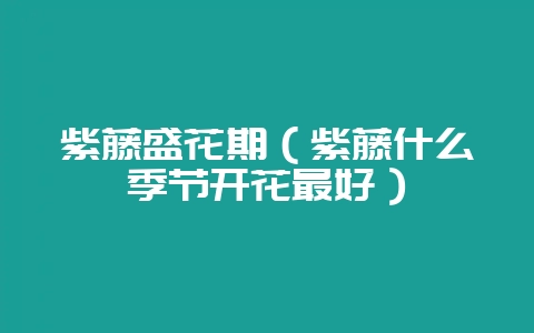 紫藤盛花期（紫藤什么季节开花最好）-会东网