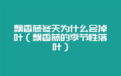飘香藤冬天为什么会掉叶(飘香藤的季节性落叶)-会东网