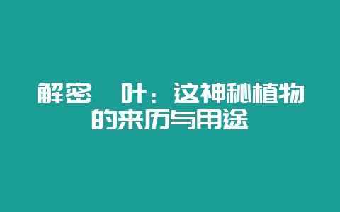 解密粽叶：这神秘植物的来历与用途-会东网