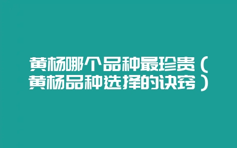 黄杨哪个品种最珍贵(黄杨品种选择的诀窍)-会东网