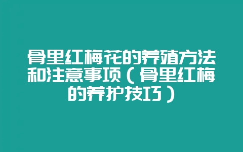 骨里红梅花的养殖方法和注意事项(骨里红梅的养护技巧)-会东网