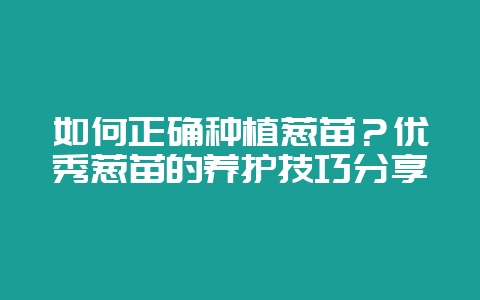 如何正确种植葱苗？优秀葱苗的养护技巧分享-会东网