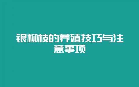 银柳枝的养殖技巧与注意事项-会东网