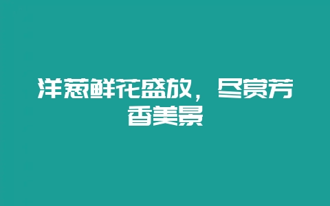 洋葱鲜花盛放，尽赏芳香美景-会东网
