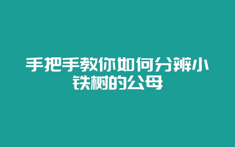 手把手教你如何分辨小铁树的公母-会东网