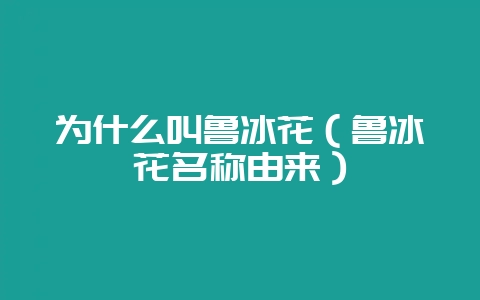 为什么叫鲁冰花（鲁冰花名称由来）-会东网