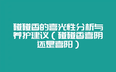 碰碰香的喜光性分析与养护建议（碰碰香喜阴还是喜阳）-会东网