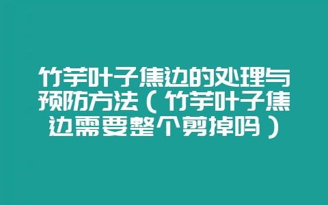 竹芋叶子焦边的处理与预防方法(竹芋叶子焦边需要整个剪掉吗)-会东网