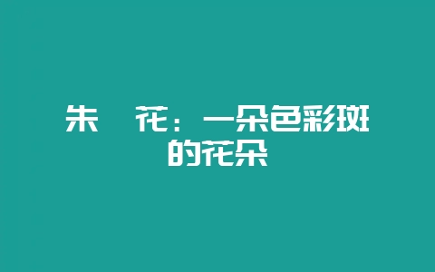 朱瑾花：一朵色彩斑斓的花朵-会东网