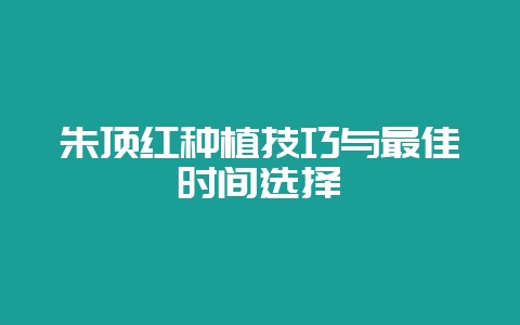 朱顶红种植技巧与最佳时间选择-会东网