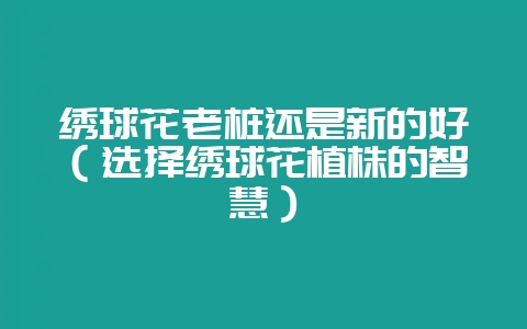 绣球花老桩还是新的好（选择绣球花植株的智慧）-会东网