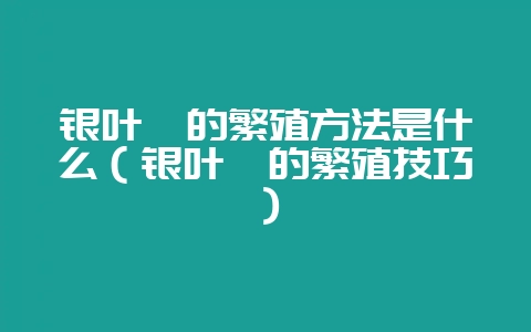 银叶桉的繁殖方法是什么(银叶桉的繁殖技巧)-会东网