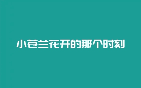 小苍兰花开的那个时刻-会东网