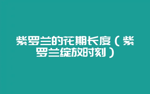紫罗兰的花期长度(紫罗兰绽放时刻)-会东网