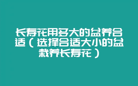 长寿花用多大的盆养合适(选择合适大小的盆栽养长寿花)-会东网
