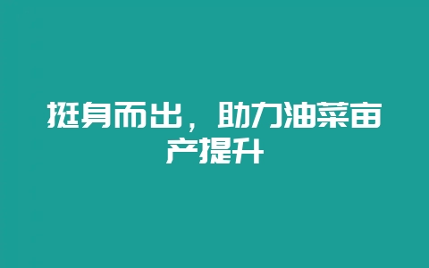 挺身而出，助力油菜亩产提升-会东网