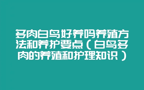 多肉白鸟好养吗养殖方法和养护要点（白鸟多肉的养殖和护理知识）-会东网