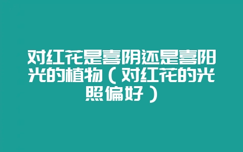 对红花是喜阴还是喜阳光的植物（对红花的光照偏好）-会东网