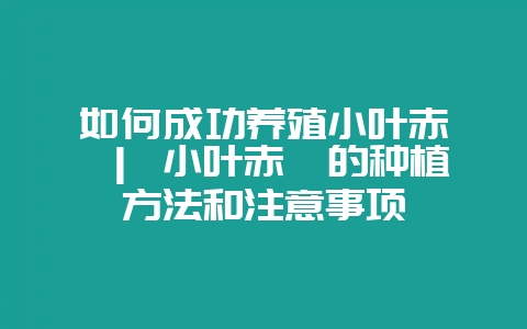 如何成功养殖小叶赤楠 | 小叶赤楠的种植方法和注意事项-会东网