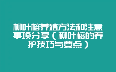 柳叶榕养殖方法和注意事项分享(柳叶榕的养护技巧与要点)-会东网
