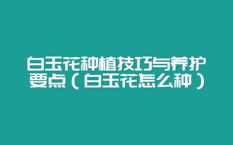 白玉花种植技巧与养护要点（白玉花怎么种）-会东网