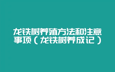 龙铁树养殖方法和注意事项（龙铁树养成记）-会东网