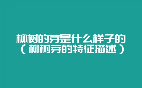 柳树的芽是什么样子的（柳树芽的特征描述）-会东网
