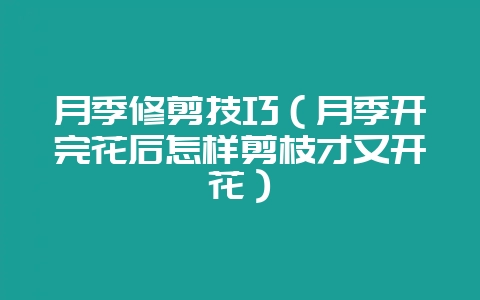 月季修剪技巧（月季开完花后怎样剪枝才又开花）-会东网
