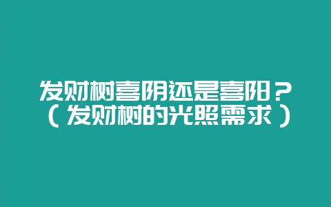 发财树喜阴还是喜阳?(发财树的光照需求)-会东网