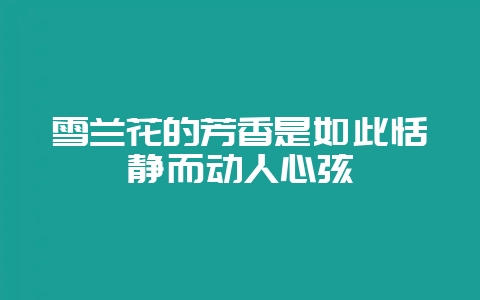 雪兰花的芳香是如此恬静而动人心弦-会东网