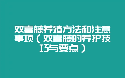 双喜藤养殖方法和注意事项（双喜藤的养护技巧与要点）-会东网