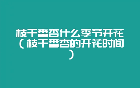 枝干番杏什么季节开花（枝干番杏的开花时间）-会东网