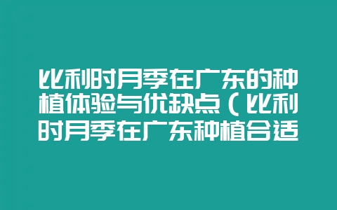 比利时月季在广东的种植体验与优缺点（比利时月季在广东种植合适-会东网