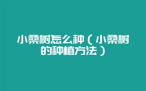 小桑树怎么种(小桑树的种植方法)-会东网