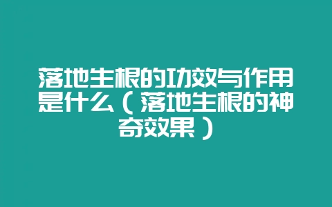 落地生根的功效与作用是什么（落地生根的神奇效果）-会东网