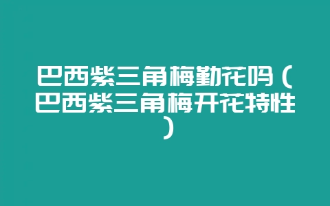 巴西紫三角梅勤花吗（巴西紫三角梅开花特性）-会东网