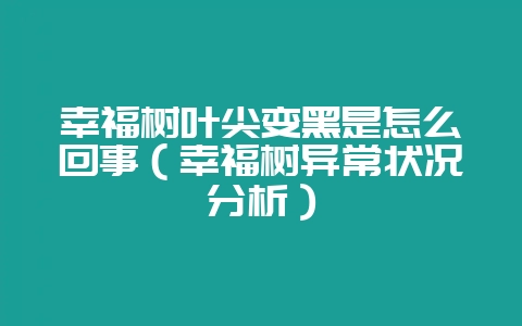 幸福树叶尖变黑是怎么回事（幸福树异常状况分析）-会东网