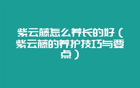 紫云藤怎么养长的好(紫云藤的养护技巧与要点)-会东网