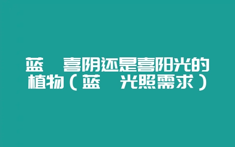 蓝莓喜阴还是喜阳光的植物（蓝莓光照需求）-会东网