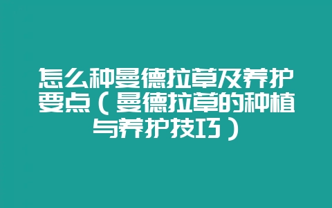 怎么种曼德拉草及养护要点(曼德拉草的种植与养护技巧)-会东网