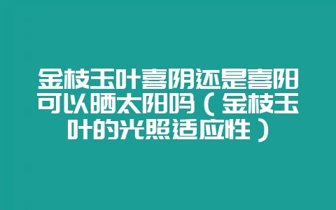 金枝玉叶喜阴还是喜阳可以晒太阳吗（金枝玉叶的光照适应性）-会东网