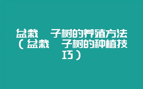 盆栽柚子树的养殖方法（盆栽柚子树的种植技巧）-会东网