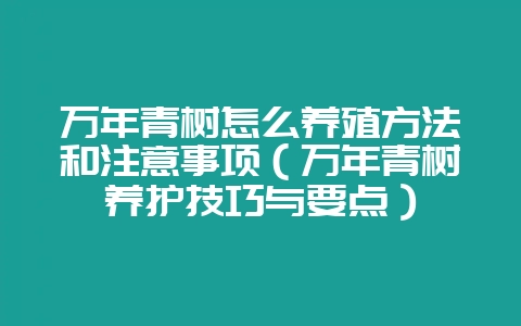 万年青树怎么养殖方法和注意事项（万年青树养护技巧与要点）-会东网