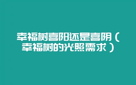 幸福树喜阳还是喜阴（幸福树的光照需求）-会东网