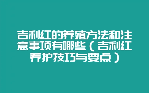吉利红的养殖方法和注意事项有哪些（吉利红养护技巧与要点）-会东网